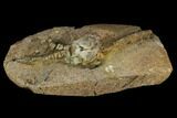 Fossil Crinoid (Jimbacrinus) - Gascoyne Junction, Australia #129400-1